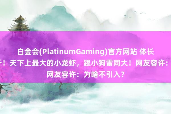 白金会(PlatinumGaming)官方网站 体长80cm重12斤！天下上最大的小龙虾，跟小狗雷同大！网友容许：为啥不引入？